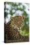 Brazil, Pantanal. Portrait of wild resting jaguar.-Jaynes Gallery-Stretched Canvas