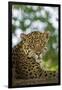 Brazil, Pantanal. Portrait of wild resting jaguar.-Jaynes Gallery-Framed Photographic Print