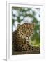 Brazil, Pantanal. Portrait of wild resting jaguar.-Jaynes Gallery-Framed Photographic Print