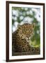 Brazil, Pantanal. Portrait of wild resting jaguar.-Jaynes Gallery-Framed Photographic Print