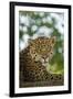 Brazil, Pantanal. Portrait of wild resting jaguar.-Jaynes Gallery-Framed Photographic Print