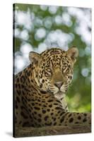 Brazil, Pantanal. Portrait of wild resting jaguar.-Jaynes Gallery-Stretched Canvas