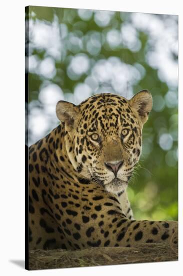 Brazil, Pantanal. Portrait of wild resting jaguar.-Jaynes Gallery-Stretched Canvas