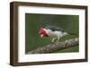 Brazil, Pantanal. Red-crested cardinal on tree.-Jaynes Gallery-Framed Photographic Print