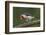 Brazil, Pantanal. Red-crested cardinal on tree.-Jaynes Gallery-Framed Photographic Print