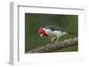 Brazil, Pantanal. Red-crested cardinal on tree.-Jaynes Gallery-Framed Photographic Print