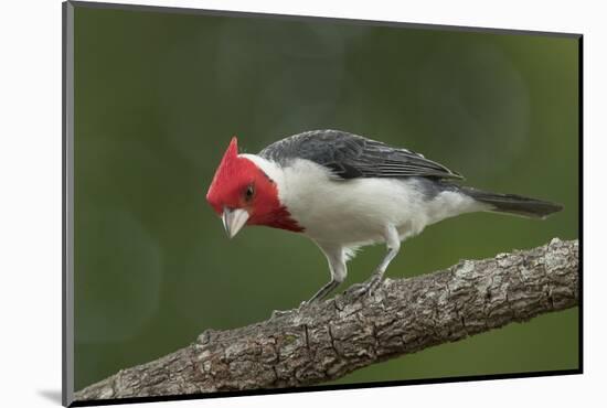 Brazil, Pantanal. Red-crested cardinal on tree.-Jaynes Gallery-Mounted Photographic Print