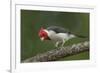 Brazil, Pantanal. Red-crested cardinal on tree.-Jaynes Gallery-Framed Premium Photographic Print