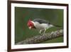 Brazil, Pantanal. Red-crested cardinal on tree.-Jaynes Gallery-Framed Premium Photographic Print