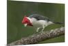 Brazil, Pantanal. Red-crested cardinal on tree.-Jaynes Gallery-Mounted Premium Photographic Print