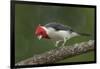 Brazil, Pantanal. Red-crested cardinal on tree.-Jaynes Gallery-Framed Photographic Print