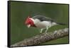 Brazil, Pantanal. Red-crested cardinal on tree.-Jaynes Gallery-Framed Stretched Canvas