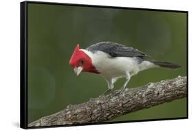 Brazil, Pantanal. Red-crested cardinal on tree.-Jaynes Gallery-Framed Stretched Canvas