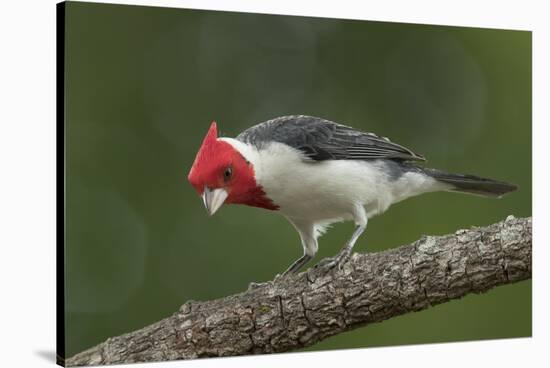 Brazil, Pantanal. Red-crested cardinal on tree.-Jaynes Gallery-Stretched Canvas