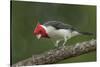 Brazil, Pantanal. Red-crested cardinal on tree.-Jaynes Gallery-Stretched Canvas