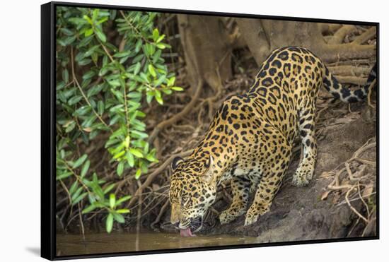 Brazil, Pantanal. Wild jaguar drinking.-Jaynes Gallery-Framed Stretched Canvas