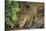 Brazil, Pantanal. Wild jaguar drinking.-Jaynes Gallery-Stretched Canvas