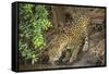 Brazil, Pantanal. Wild jaguar drinking.-Jaynes Gallery-Framed Stretched Canvas