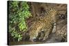 Brazil, Pantanal. Wild jaguar drinking.-Jaynes Gallery-Stretched Canvas
