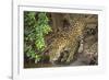 Brazil, Pantanal. Wild jaguar drinking.-Jaynes Gallery-Framed Photographic Print