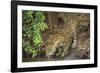 Brazil, Pantanal. Wild jaguar drinking.-Jaynes Gallery-Framed Photographic Print