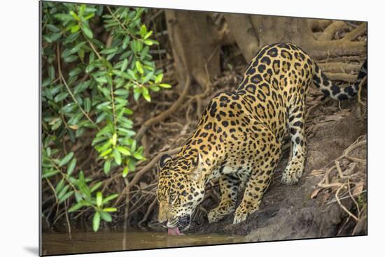 Brazil, Pantanal. Wild jaguar drinking.-Jaynes Gallery-Mounted Photographic Print