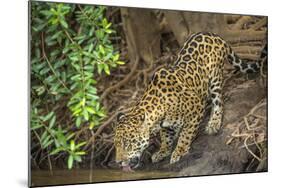 Brazil, Pantanal. Wild jaguar drinking.-Jaynes Gallery-Mounted Photographic Print