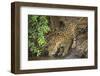 Brazil, Pantanal. Wild jaguar drinking.-Jaynes Gallery-Framed Photographic Print
