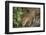 Brazil, Pantanal. Wild jaguar drinking.-Jaynes Gallery-Framed Photographic Print