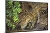 Brazil, Pantanal. Wild jaguar drinking.-Jaynes Gallery-Mounted Photographic Print