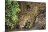 Brazil, Pantanal. Wild jaguar drinking.-Jaynes Gallery-Mounted Photographic Print