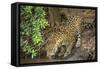 Brazil, Pantanal. Wild jaguar drinking.-Jaynes Gallery-Framed Stretched Canvas