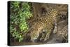 Brazil, Pantanal. Wild jaguar drinking.-Jaynes Gallery-Stretched Canvas