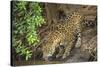 Brazil, Pantanal. Wild jaguar drinking.-Jaynes Gallery-Stretched Canvas