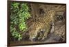 Brazil, Pantanal. Wild jaguar drinking.-Jaynes Gallery-Framed Photographic Print