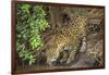 Brazil, Pantanal. Wild jaguar drinking.-Jaynes Gallery-Framed Photographic Print