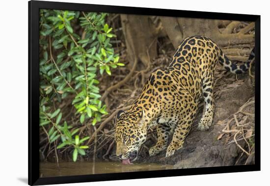 Brazil, Pantanal. Wild jaguar drinking.-Jaynes Gallery-Framed Photographic Print