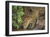 Brazil, Pantanal. Wild jaguar drinking.-Jaynes Gallery-Framed Photographic Print