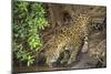 Brazil, Pantanal. Wild jaguar drinking.-Jaynes Gallery-Mounted Photographic Print