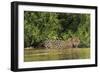 Brazil, Pantanal. Wild jaguar in water.-Jaynes Gallery-Framed Photographic Print