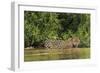 Brazil, Pantanal. Wild jaguar in water.-Jaynes Gallery-Framed Photographic Print