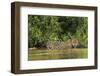 Brazil, Pantanal. Wild jaguar in water.-Jaynes Gallery-Framed Premium Photographic Print