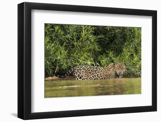 Brazil, Pantanal. Wild jaguar in water.-Jaynes Gallery-Framed Premium Photographic Print