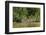 Brazil, Pantanal. Wild jaguar in water.-Jaynes Gallery-Framed Premium Photographic Print