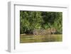 Brazil, Pantanal. Wild jaguar in water.-Jaynes Gallery-Framed Premium Photographic Print