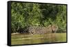 Brazil, Pantanal. Wild jaguar in water.-Jaynes Gallery-Framed Stretched Canvas