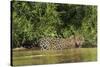 Brazil, Pantanal. Wild jaguar in water.-Jaynes Gallery-Stretched Canvas