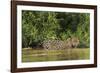 Brazil, Pantanal. Wild jaguar in water.-Jaynes Gallery-Framed Photographic Print