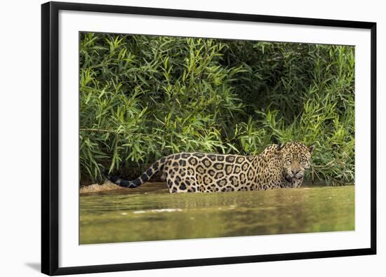 Brazil, Pantanal. Wild jaguar in water.-Jaynes Gallery-Framed Photographic Print