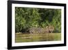 Brazil, Pantanal. Wild jaguar in water.-Jaynes Gallery-Framed Photographic Print